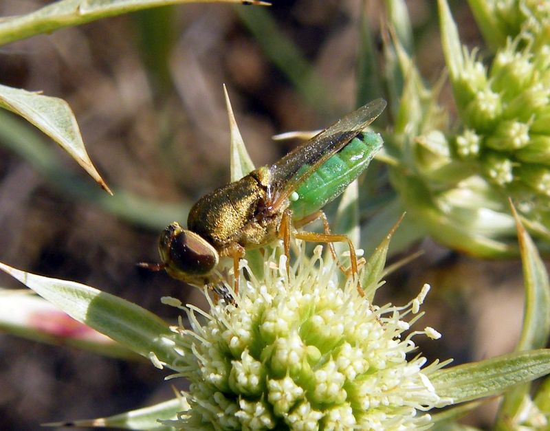 Stratiomyidae:  Odontomyia angulata  - femmina